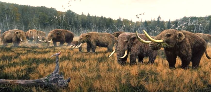 Colossal Wooly Mammoth Resurrection Project Revealed | Oliver Willis